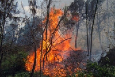 Hot weather, Nghe An Forest is in danger