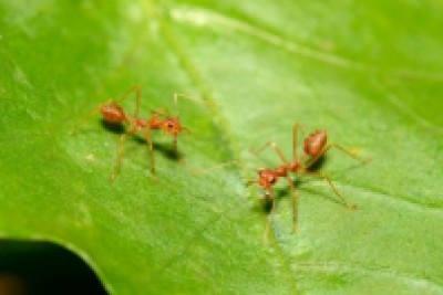 Detecting ants capable of causing house fires and destroying ecosystems
