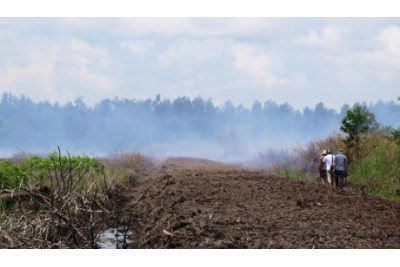 Big fire in U Minh Ha forest