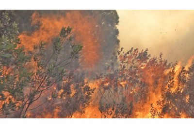 Forest fire in Nam Dan over 5 hectares of pine forest over 10 years old was burned
