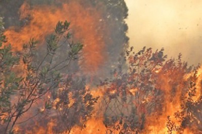 Cháy rừng ở Nam Đàn hơn 5ha rừng thông hơn 10 năm tuổi bị thiêu rụi