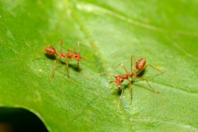 Phát hiện loài kiến có khả năng gây cháy nhà và phá hủy hệ sinh thái