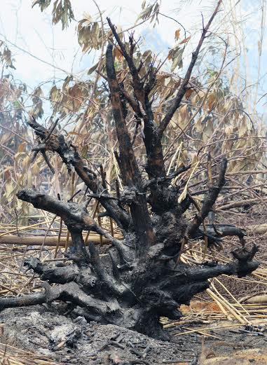 Những gốc cây rừng bị cháy bật gốc