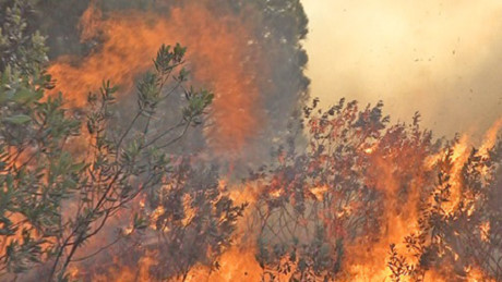 Cháy rừng ở Nam Đàn trên 5 ha rừng thông trên 10 tuổi bị thiêu rụi